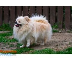 Pomeranski špic, štenci - Fotografija 6/10