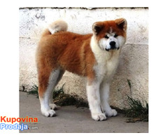 Japanska Akita Inu - Fotografija 1/8