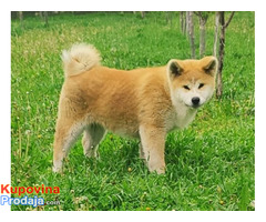 Japanska Akita Inu - Fotografija 2/8