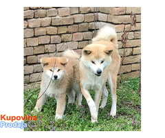 Japanska Akita Inu - Fotografija 3/8