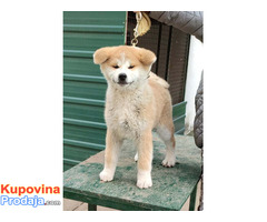 Japanska Akita Inu - Fotografija 4/8