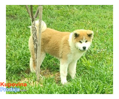 Japanska Akita Inu - Fotografija 5/8