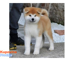 Japanska Akita Inu - Fotografija 6/8