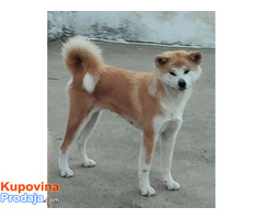 Japanska Akita Inu - Fotografija 7/8