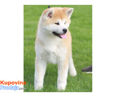 Akita inu - Fotografija 2/8