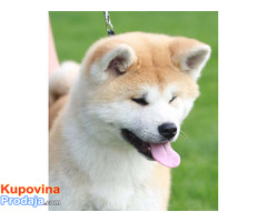 Akita inu - Fotografija 3/8