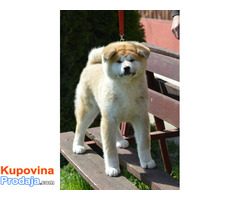 Akita inu - Fotografija 5/8