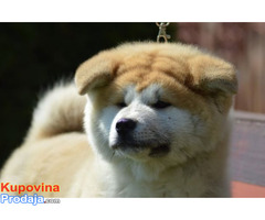 Akita inu - Fotografija 6/8