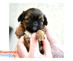 Brussels griffon ( Briselski grifon ) - Fotografija 2/8