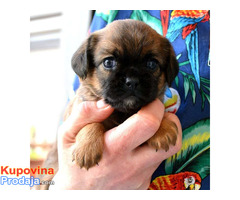 Brussels griffon ( Briselski grifon ) - Fotografija 6/8