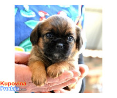 Brussels griffon ( Briselski grifon ) - Fotografija 8/8