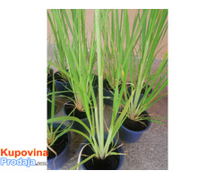 Pampas sadnice Pampas sadnice