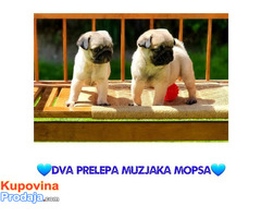 Mops štenci ponuda! (2 mužjaka) - Fotografija 1/7