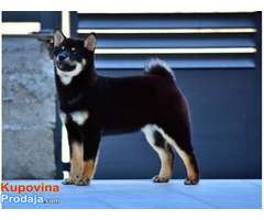 Štenci Shiba Inu - Fotografija 3/7