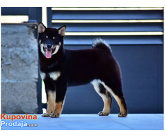 Štenci Shiba Inu - Fotografija 4/7