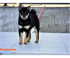 Štenci Shiba Inu - Fotografija 6/7