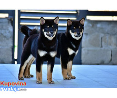 Štenci Shiba Inu - Fotografija 7/7