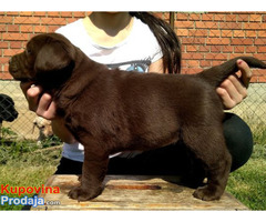 Labrador retriver, braon štenad - Fotografija 2/6