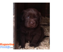 Labrador retriver, braon štenad - Fotografija 3/6