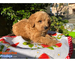 Preslatki Cavapoo stenci - Fotografija 1/6