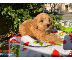 Preslatki Cavapoo stenci - Fotografija 2/6