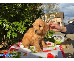 Preslatki Cavapoo stenci - Fotografija 3/6