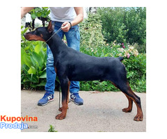 Doberman muško štene - Fotografija 1/3