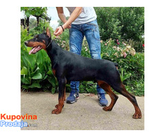 Doberman muško štene - Fotografija 2/3