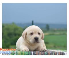 Labrador retriver - Fotografija 10/10