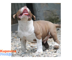 American bully pocket micro - Fotografija 5/5