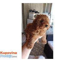 Toj pudla (Toy Poodle) - Fotografija 1/5