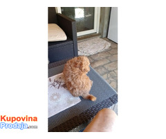 Toj pudla (Toy Poodle) - Fotografija 2/5