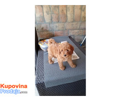 Toj pudla (Toy Poodle) - Fotografija 3/5