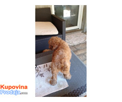 Toj pudla (Toy Poodle) - Fotografija 4/5