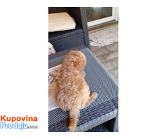 Toj pudla (Toy Poodle) - Fotografija 5/5