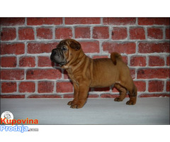 Shar Pei leglo - Fotografija 1/10