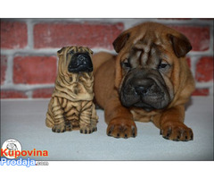 Shar Pei leglo - Fotografija 2/10