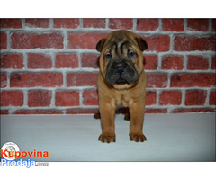 Shar Pei leglo - Fotografija 8/10