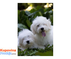 Coton de Tulear - Fotografija 1/7