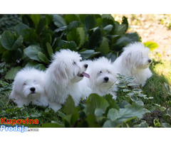 Coton de Tulear - Fotografija 2/7