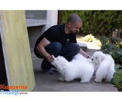 Coton de Tulear - Fotografija 5/7