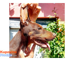 Doberman, muško štene - Fotografija 3/3