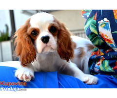 Stenci Cavaliera King Charles španijela - Fotografija 2/4