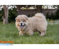 Chow chow - Fotografija 1/10