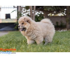 Chow chow - Fotografija 2/10