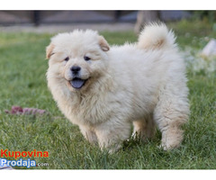 Chow chow - Fotografija 3/10