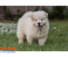 Chow chow - Fotografija 4/10