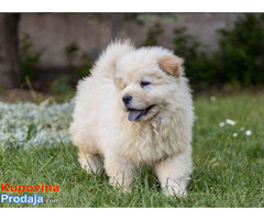 Chow chow - Fotografija 5/10