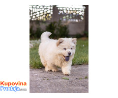 Chow chow - Fotografija 8/10