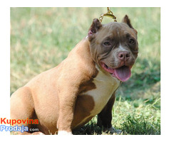 American bully pocket micro - Fotografija 2/7